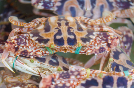 A crab with a green band on its leg is in a tank with other crabs. The tank is filled with waterの写真素材