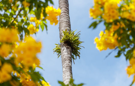 A tree with yellow flowers and a green plant growing on it. The tree is tall and has a thick trunkの写真素材