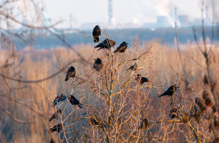 A group of birds are sitting on a tree branch. There are at least 13 birds in the imageの写真素材