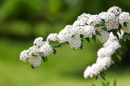 A white flower with green leaves. The flower is on a stem