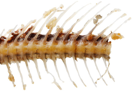 A fish skeleton is shown on a white background. The skeleton is missing its head and tail. The...