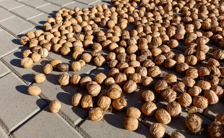 Walnuts are dried in the sun. Close-up.