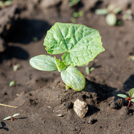 A small zucchini sprout in the ground in spring. Close-up.の写真素材