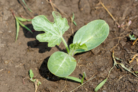 A tiny watermelon plant is sprouting from the ground, with its green leaves poking out of the dirt. The plant is still in its early stages of growth, and it is likely to continue to growの写真素材
