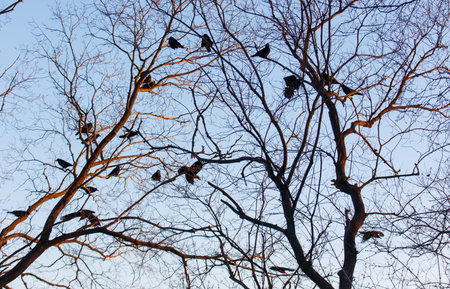 A group of birds are sitting on a tree branch. There are at least 13 birds in the imageの写真素材