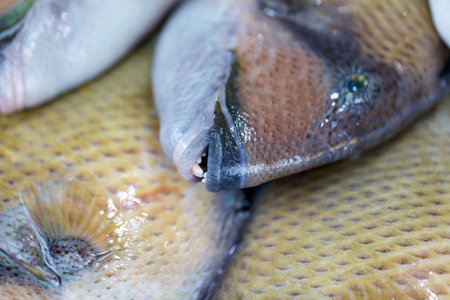 A fish with a mouth is sitting on top of another fish with a mouthの写真素材