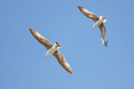 Two birds flying in the sky. One is white and the other is brown. The sky is blue