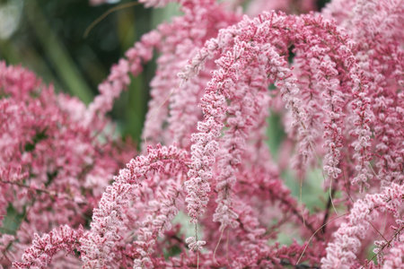 A beautiful pink flower with a long stem is blooming. The flower is vibrant and stands out against the green background. The stem is long and sturdy, providing support for the delicate petalsの写真素材