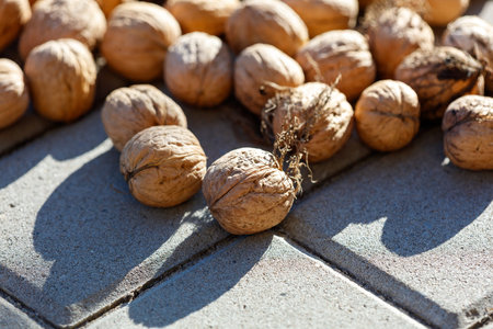 Walnuts are dried in the sun. Close-up.