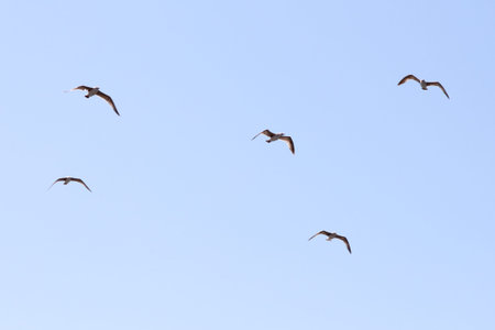 A flock of birds flying in the sky. There are five birds in total. The sky is clear and blue