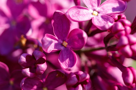Close-up of lilac flowers in nature.