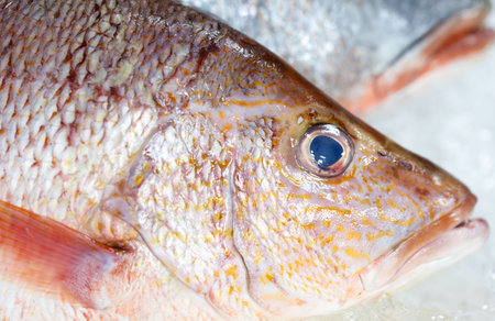A fish with a blue eye and red fins. The fish is on ice