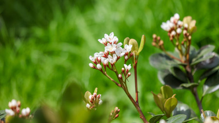 A bunch of white flowers with green leaves. The flowers are in a field