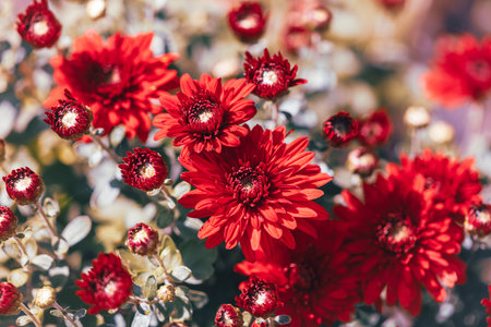A bunch of red flowers with yellow centers. The flowers are in a garden