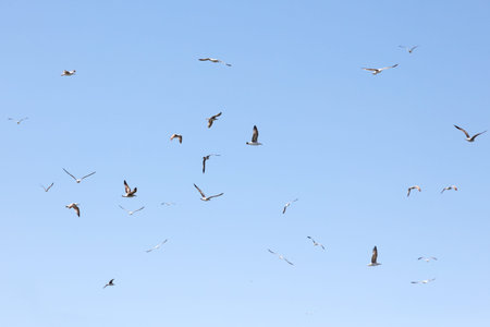 A flock of seagulls flying in the sky. The sky is blue and clear. The birds are scattered throughout...