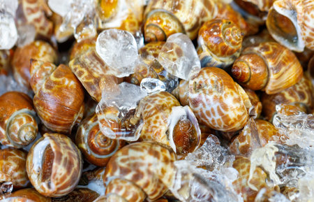 A pile of small shells with ice on top. The shells are brown and white. There are many shells in the...