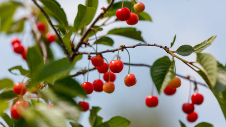 A tree with red cherries on it. The cherries are hanging from the branches. The tree is green and...