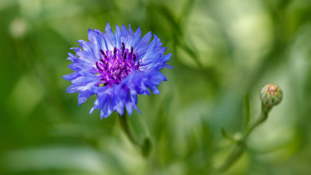 A blue flower with purple petals. The flower is in a green field