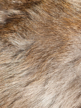 A close up of a furry animal's coat. The fur is brown and has a lot of texture