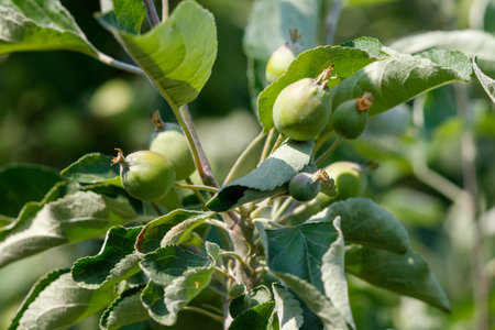 Small green apples on a tree in spring.