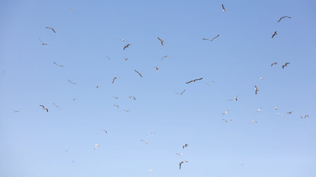 A flock of seagulls flying in the sky. The sky is blue and clear. The birds are scattered throughout...