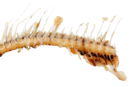 A fish skeleton is shown on a white background. The skeleton is missing its head and tail. The...