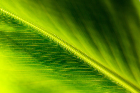 A leaf is shown in a close up. The leaf is green and has a vein running through it