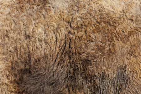 A brown and white animal fur. The fur is very long and has a lot of textureの写真素材