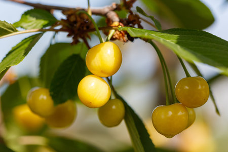 A bunch of yellow cherries hanging from a tree. There are at least five cherries visible