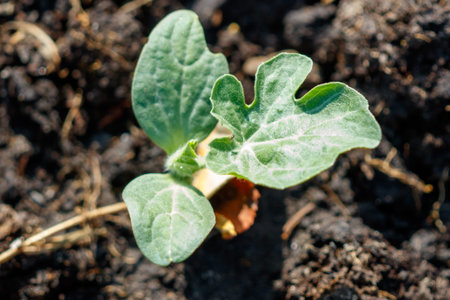 Small pears on a tree in spring. Close-up.の写真素材