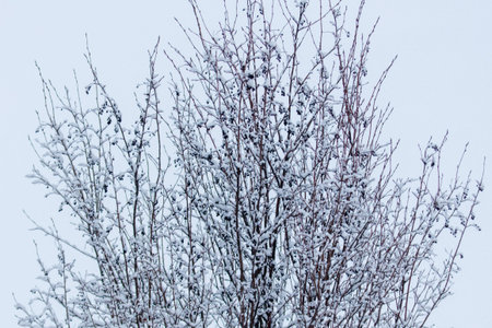 A tree covered in snow. The branches are bare and the tree is bare