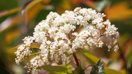 A white flower with red tips. The flower is in the middle of a green leaf. The flower is surrounded...