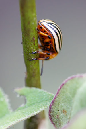 A Colorado potato beetle crawls along the stem of a plant.
