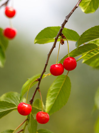 A tree branch is covered in red cherries. The cherries are ripe and hanging from the branch, ready...