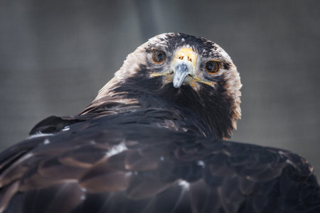 A bird with a brown head and black body. The bird is looking at the camera. The bird is sitting on...