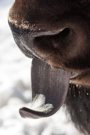 A buffalo's tongue is hanging out of its mouth. The tongue is white and long. The buffalo is...
