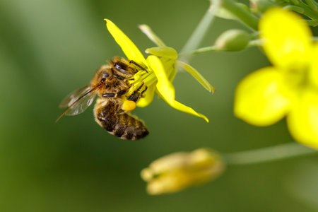 A bee is on a yellow flower. The bee is on the flower and is eating it