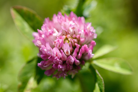 Pink clover flower blooms softly. Green leaves surround delicate petals. Shallow depth of field...