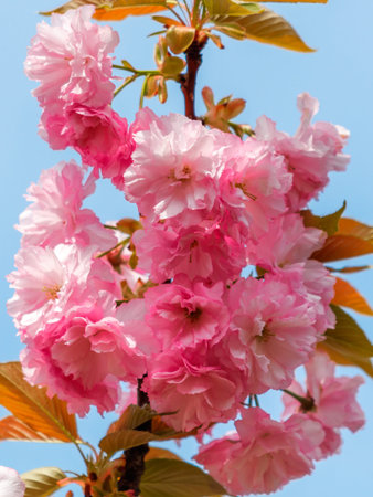 Pink sakura flowers on tree branches in the park.