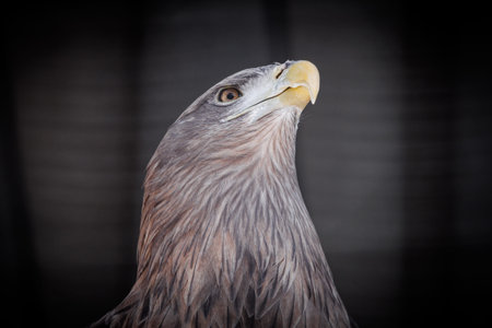 A bald eagle is looking at the camera. It has a yellow beak. The eagle is standing on a black...