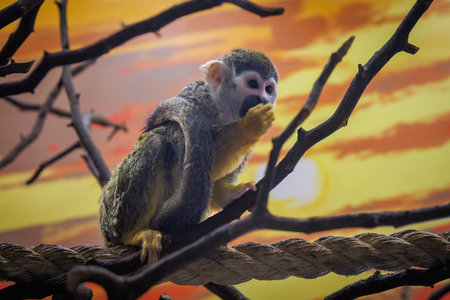 A monkey is sitting on a branch. The monkey is eating a nut. The branch is brown