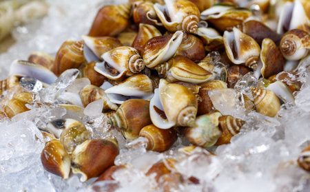 A pile of shells on ice. The shells are brown and white. There are many shells in the pile