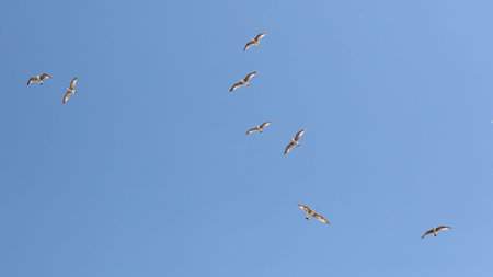 A flock of seagulls are flying in the blue sky.