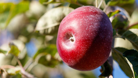 A red apple hanging from a tree. The apple is ripe and ready to be eaten. The stem is attached to...