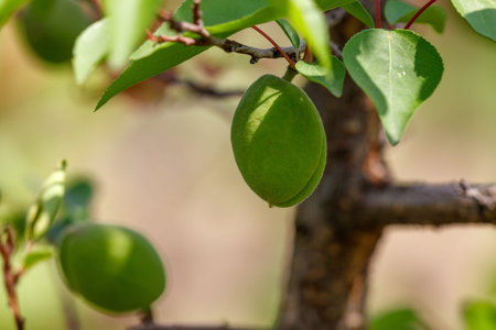 A green apricot hangs on a tree. The tree is surrounded by green leaves.の写真素材