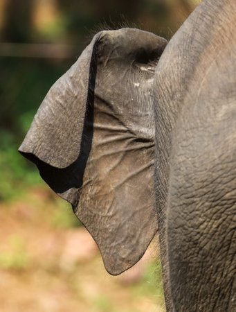 The elephant has a large ear. The ear is grey and has a wrinkled texture. The ear is on the...