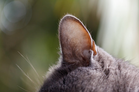 Close-up of a gray cat's ear. Fur texture visible in soft focus. Background is blurred greenery. Natural lighting highlights ear shape. Calm and quiet atmosphere