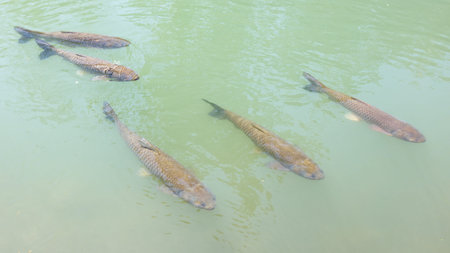 Five fish swim in shallow green water. Water ripples around their bodies. Fish appear to be common carp. Scene shows natural aquatic life. Clear view of fish movement and surface reflection