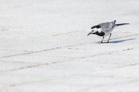 Black-headed wagtail walks on light gray pavement. Bird shows white underparts and black head. Tail flicks as it moves forward. Sun casts sharp shadow on ground