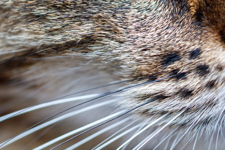 Close-up of a cat's whiskers and fur texture. Fur shows brown and black spots. Whiskers are long, white, and fine. Focus is sharp on facial features. Background softly blurred